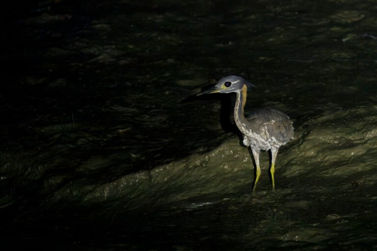 White-eared Night Heron | Sundarbans