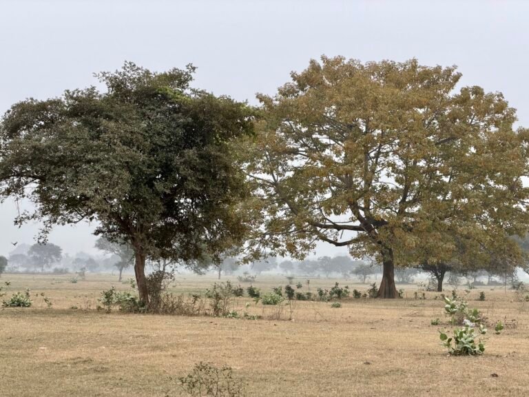 Grazed grassland - Padma river floodplain