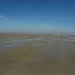 Intertidal mudflat
