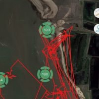 Local movement of a shorebird species