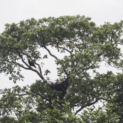 Indian Spotted Eagle nest