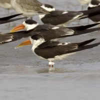 Leg-flagged Indian Skimmer | Meghna Estuary | Bangladesh
