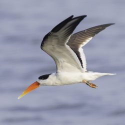 Indian Skimmer