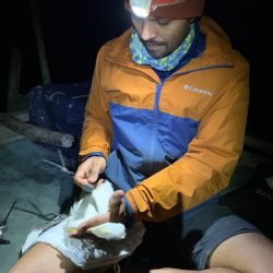 Cattle Egret leg-flagging