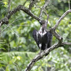 9. White-rumped Vulture_Sayam U. Chowdhury