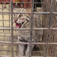 A Fishing Cat illegally capture by locals at Borni Village, Netrokona - 9 Apr 2017