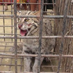 A Fishing Cat illegally capture by locals at Borni Village, Netrokona - 9 Apr 2017
