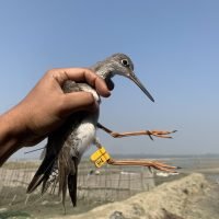 Shorebird flagging and tracking camp - Cox's Bazar