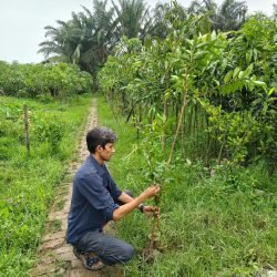 Tree plantation near Baikkal Beel Wetland Sanctuary, Hail Haor
