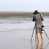 Indian Skimmer flock at Meghna Estuary | 2025