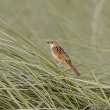 Bristled Grassbird in riverine grassland of Bangladesh