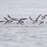 Indian Skimmer foraging on Mugil spp.