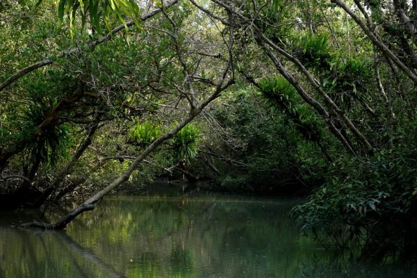 Sayam U. Chowdhury_Sundarbans
