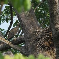 Vulture-Sayam U. Chwodhury 5