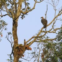 White-rumped Vulture and nest