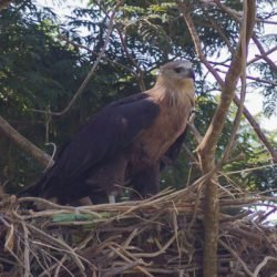 Pallas's Fish Eagle on its nest | NE Bangladesh