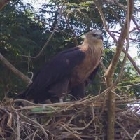 Pallas's Fish Eagle on its nest | NE Bangladesh